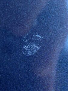 car paint damage from bird poop