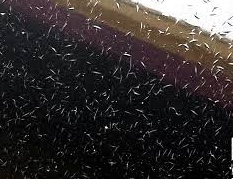 crows feet marks on a car that shows the paint finish failing